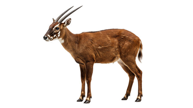 Rare saola asian unicorn bovid isolated on transparent background