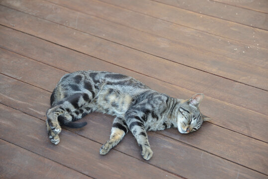ねこ　Cat