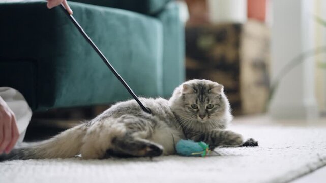 Domestic cat with long hair playing with a feather toy on a string. The furry pet is lying on a rug in a cozy living room