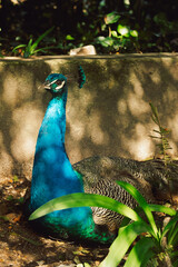 Obraz premium Portugal, Lisbon - Zoo. Jardim Zoologico. peacock is resting on ground, displaying vibrant colors. surrounding area has green plants, sunlight filtering through trees in garden