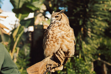 Fototapeta premium Portugal, Lisbon - Zoo. Jardim Zoologico. owl sits on a person's glove in a garden setting. environment features green plants and trees. sun is shining, creating warm atmosphere