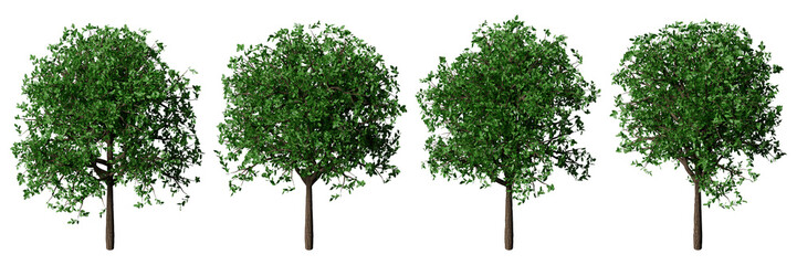 Set of realistic 3d modeling green beech trees isometric view for architectural presentation. Landscape axonometric cutout tree illustration. © SRTember