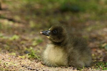 Snow goose chick close up portrait in natural habitat with soft background © Krzysztof