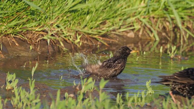 European starling (Sturnus vulgaris) taking a bath in a natural pond at sunset.