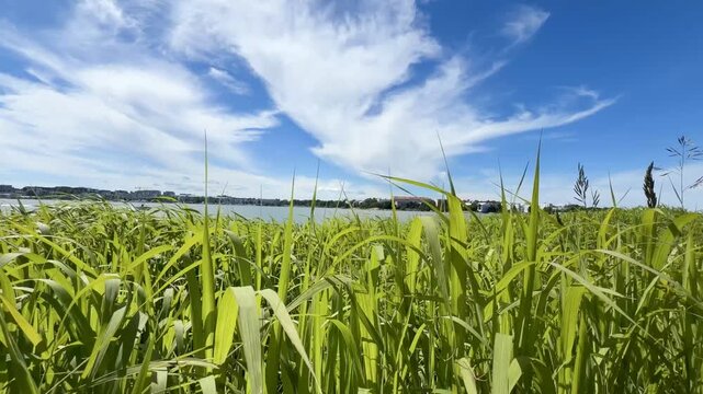 Green Reeds Swaying on J&auml;tk&auml;saari Coastal Shore as Motorboat Passes on a summer day