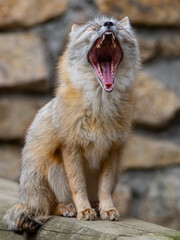 Obraz premium Yawning corsac fox with wide open mouth showing teeth.