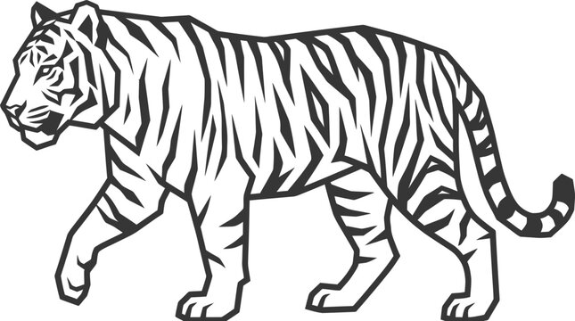 Black and white tiger walking forward.