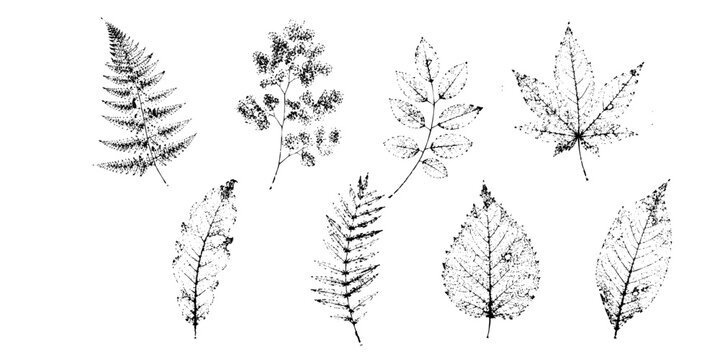 Vintage botanical leaf imprint collection with autumn foliage fern and wild plants