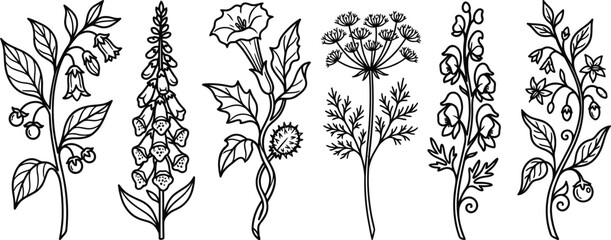 Vintage style line art illustrations of various poisonous and medicinal plants ideal for herbal educational or decorative projects © Shaiza