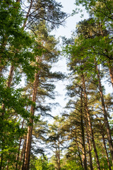 Fototapeta premium Looking up at tall pine trees with fresh green foliage against a blue sky. Great for slow life forest bathing imagery, nature wallpapers, and calming woodland aesthetics.