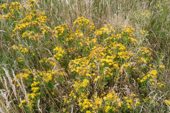Wildflowers bloom St. Johns Wort (Hypericum perforatum) in a grassy field during sunny weather in summer