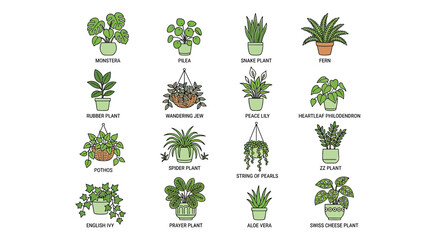 Collection of Houseplants in Pots, Vector Illustration - Various Indoor Plants © Kali
