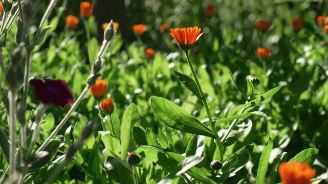 Flowering calendula in summer garden. Flowers in bloom. Tranquil calm natural background.