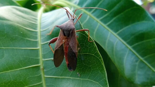 Macro shot of a leaf footed bug sitting on a green leaf