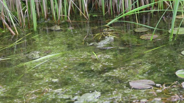 frogs in the swamp croak and puff out their cheeks