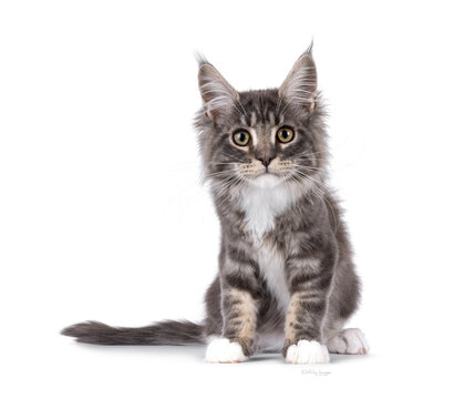 Handsome Maine Coon cat kitten, sitting up facing front and leaning curious towards viewer. Looking straight to camera with smile. Isolated on a white background.