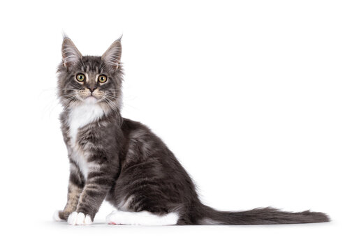 Handsome Maine Coon cat kitten, sitting up side ways. Looking straight to camera with smile. Isolated on a white background.