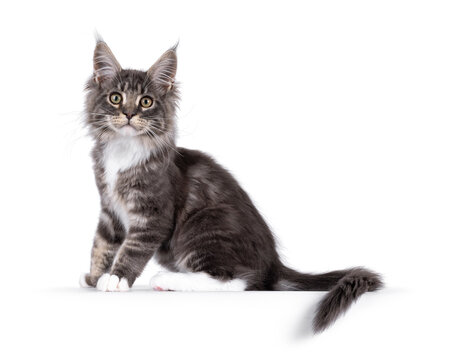 Handsome Maine Coon cat kitten, sitting up side ways. Looking straight to camera with smile. Isolated on a white background.