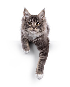 Handsome Maine Coon cat kitten, laying down facing front. Paws hanging relxed over edge. Looking straight to camera with smile. Isolated on a white background.