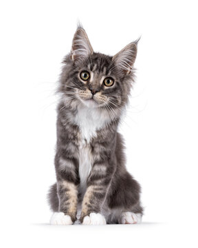 Handsome Maine Coon cat kitten, sitting up front. Looking straight to camera with smile. Isolated on a white background.