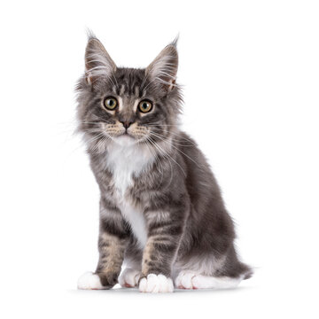 Handsome Maine Coon cat kitten, sitting leaning towards viewer. Looking straight to camera with smile. Isolated on a white background.
