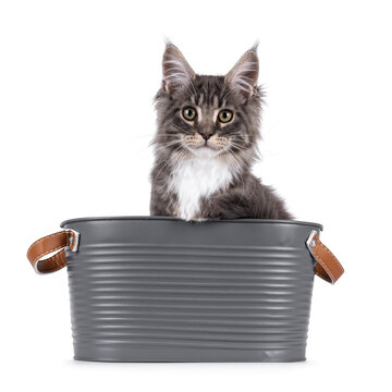 Handsome Maine Coon cat kitten, sitting in metal tub. Looking straight to camera with smile. Isolated on a white background.