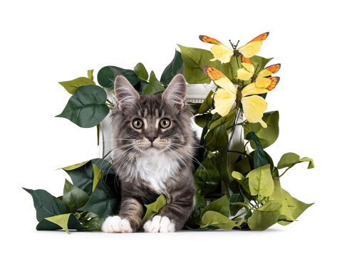 Handsome Maine Coon cat kitten, laying throuh with fake leaves and butterflies decorated frame. Looking straight to camera with smile. Isolated on a white background.
