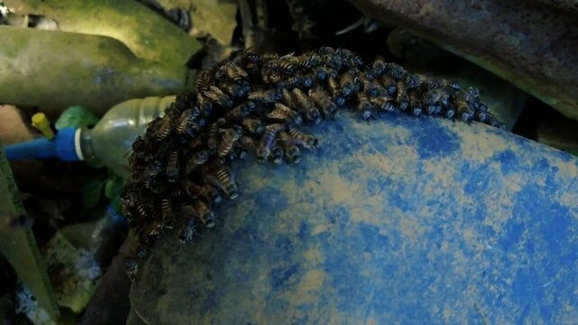 Swarm of honey bees clustering on a dusty blue plastic bucket near discarded waste