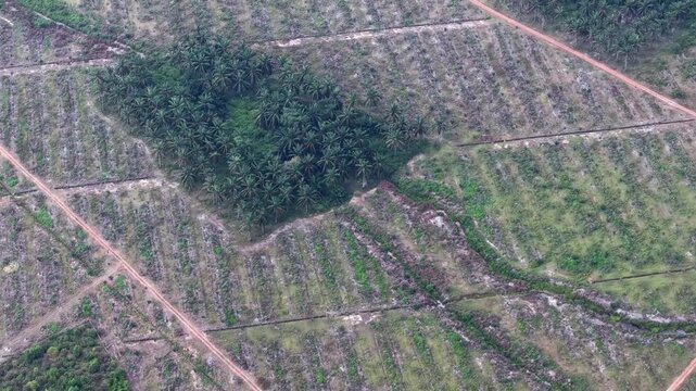 Aerial shot highlights forest patch adjacent to plowed fields