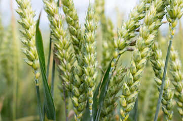 Fototapeta premium Wheat ears growing on agriculture field, cultivated grain, harvest in summer, farmland on countryside, food industry