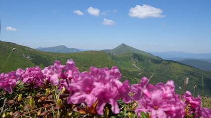 Fototapeta premium Blooming Rhododendrons with Hoverla Mountain in the Ukrainian Carpathians