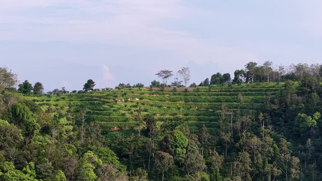 Drone footage showing terraced plantation and surrounding forest on Bukit Panchor hill.