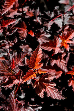 Red ninebark shrub leaves in bright sunlight