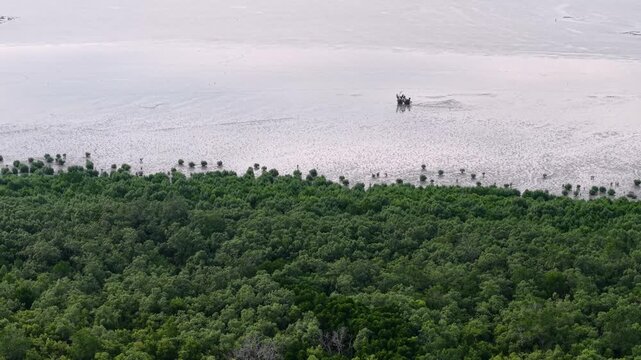 Drone footage showing dense green mangrove forest bordering muddy tidal flats.