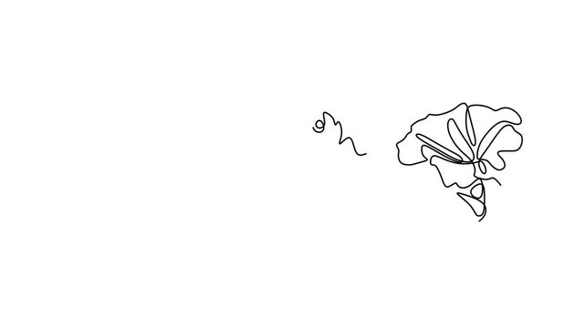 Animated self drawing of continuous line draw of  Line Art Flowers Poppy, Rose, and Morning Glory.  Full length one line animation. 4K   
