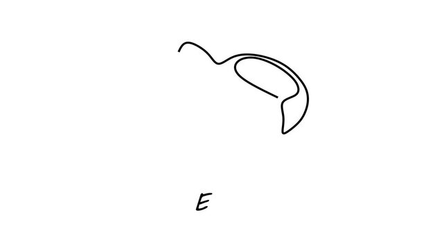 Animated self drawing of continuous line draw of Egg illustration in a minimalist style, perfect for food-related projects. Full length one line animation. 4K   