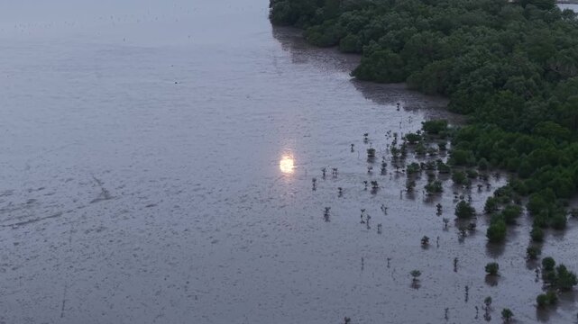 Drone captures moon reflection on tidal mudflat adjacent to mangrove forest at low tide.