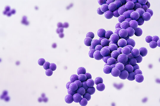 Purple Gram Positive Cocci Cluster Micro Render
