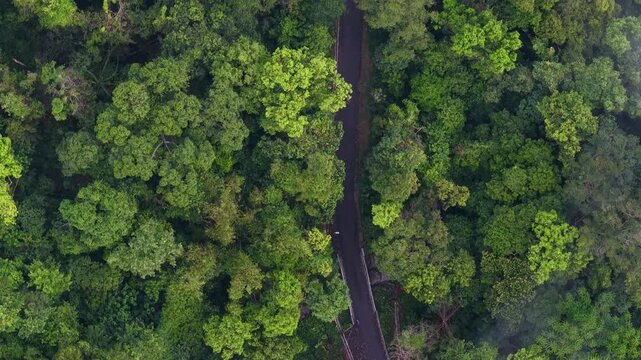 Aerial view of a winding forest road in Penang, Malaysia.