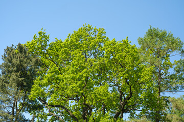 Fototapeta premium Green leafy trees against a clear blue sky