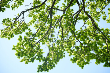 Fototapeta premium Oak tree branches with green leaves against a clear blue sky