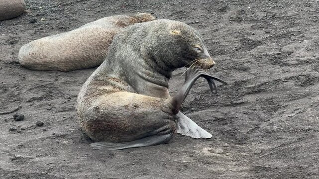 Antarctic Fur Seal Grooming Itself on Volcanic Beach at Deception Island, Antarctica