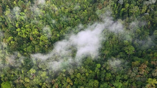 Drone footage showing rainforest canopy with low mist over Penang forest.