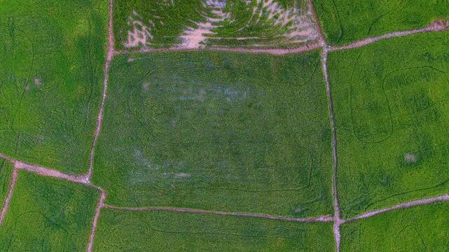Drone aerial view of segmented green paddy fields with dirt paths and standing water