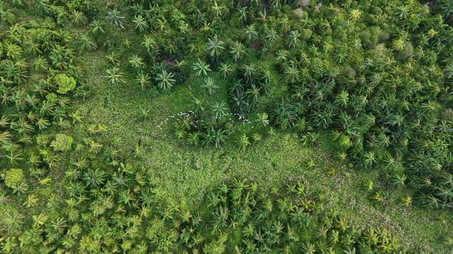 White egrets fly over and return across an oil palm plantation, seen from above.