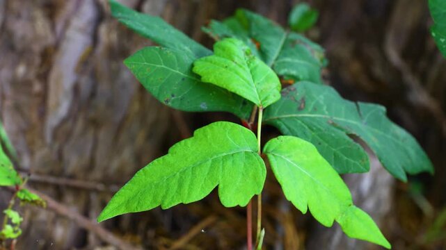 poison ivy toxicodendron radicans leaf up close camera is static plant is growing on a tree.