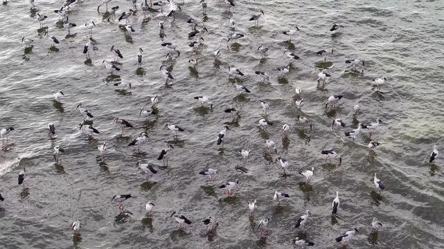 Drone footage of Asian openbill storks foraging in shallow coastal water.