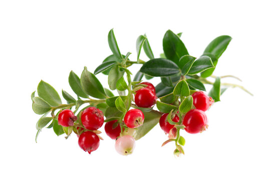 Fresh cowberry berries with leaves, isolated on white background. Ripe cranberry, cowberry, lingonberry. Clipping path.