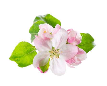 Spring apple blossom isolated on white background. Branch of flowering apple tree with pink and white flowers and green leaves. Clipping path.