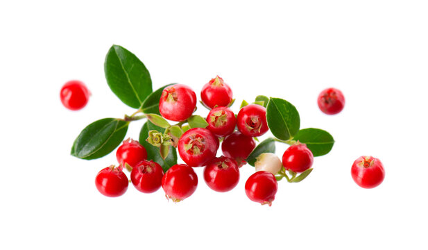 Fresh cowberry berries with leaves, isolated on white background. Ripe cranberry, cowberry, lingonberry. Clipping path.
